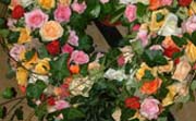 Trauerkranz mit farbigen Rosen